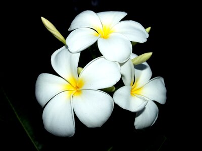 Decoration floral petal