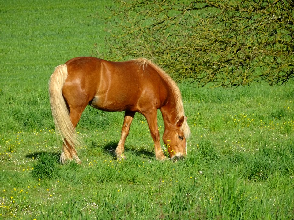 Cheval au pré, Bourneville, Oise 