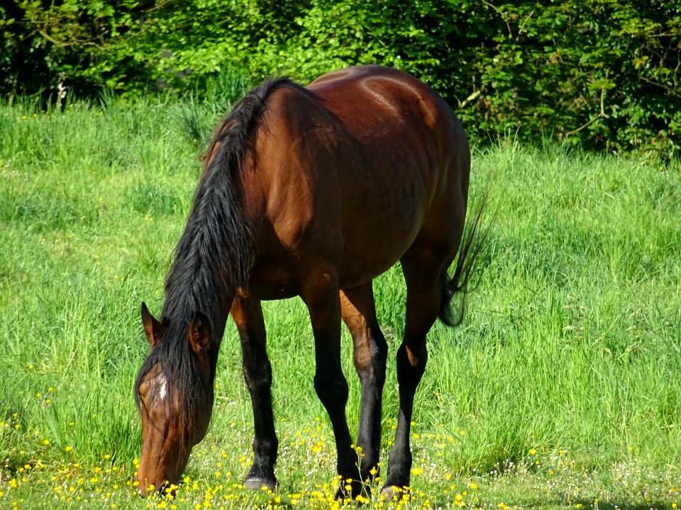 Cheval au pré, Bourneville, Oise 
