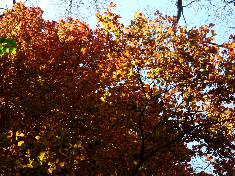 Feuillage du hêtre pourpre, dans le parc du château de Sep… 