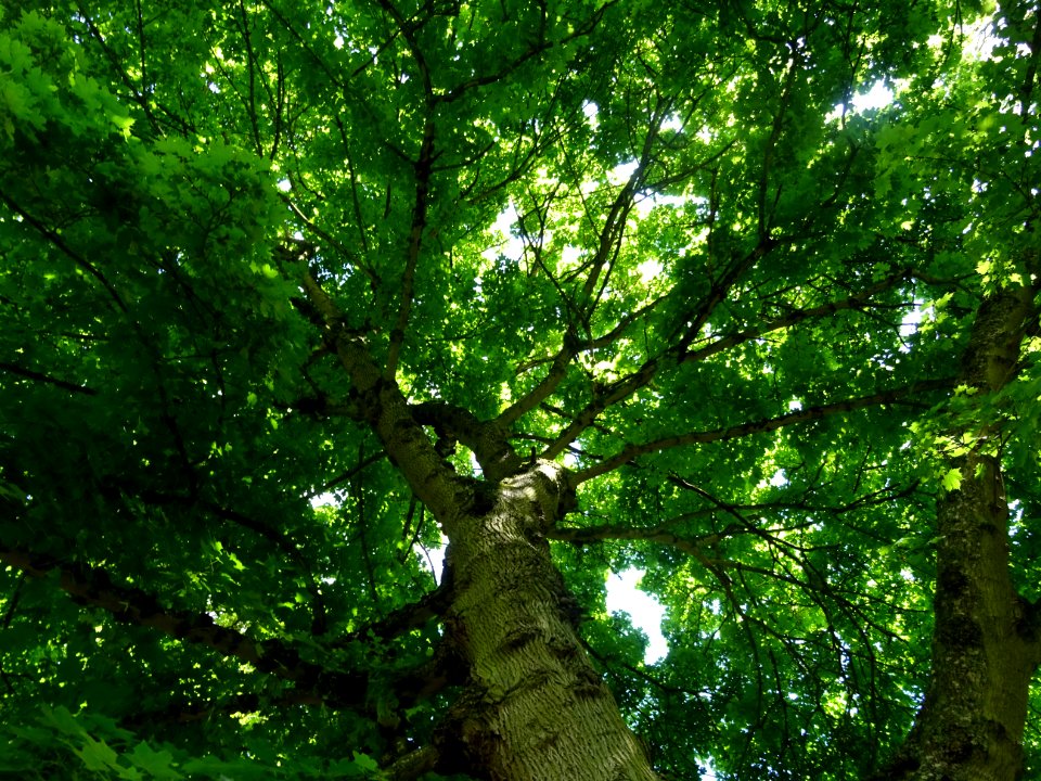 Erable dans le parc du château de Septmonts, Aisne 