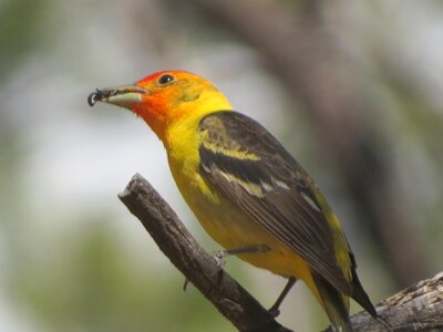 Wildlife grand canyon nature