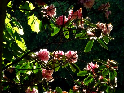 Rhododendrons dans la Cité épiscopale, Jardin Bossuet, Mea… 