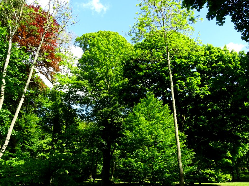 Arbres dans le parc du château de Septmonts, Aisne 