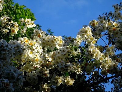 Enorme arbuste fleuri, Palaiseau, Essonne 