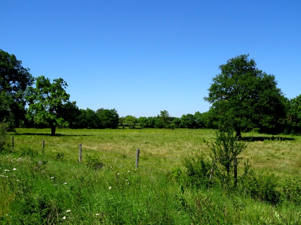 Prairie arborée entre Deux-Sèvres et Maine-et-Loire 