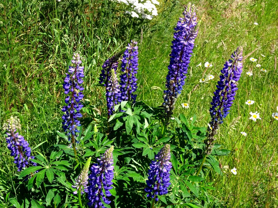 De magnifiques lupins bleus, Lupinus angustifolius, Fabacé… 