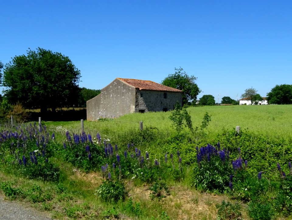 Tout le long de la route, de magnifiques lupins bleus, Lup… 