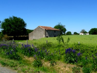 Tout le long de la route, de magnifiques lupins bleus, Lup… 