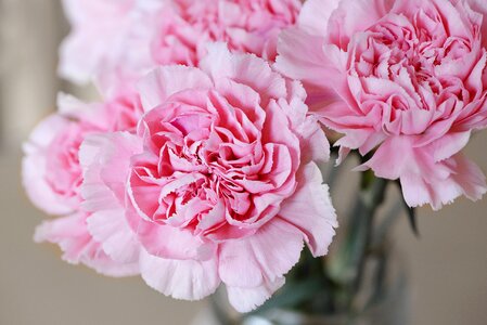 Petals beautiful pink flower photo