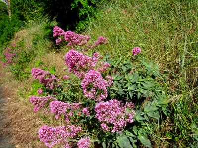 Au bord de la route, des bouquets de Valériane officinale,… 