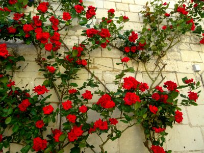 Un magnifique rosier, Candes-St-Martin, Indre-et-Loire 