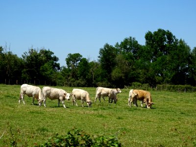 Vaches au pré 