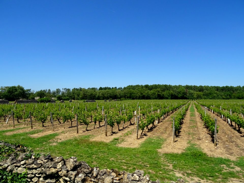Les vignes entre St-Just-sur-Dive, Mollay et Montreuil-Bel… 