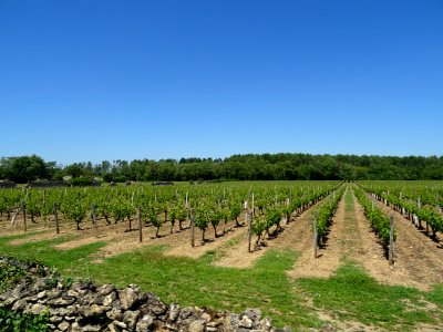 Les vignes entre St-Just-sur-Dive, Mollay et Montreuil-Bel… 