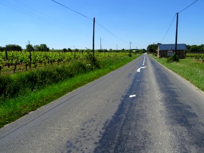 Les vignes entre St-Just-sur-Dive, Mollay et Montreuil-Bel… 