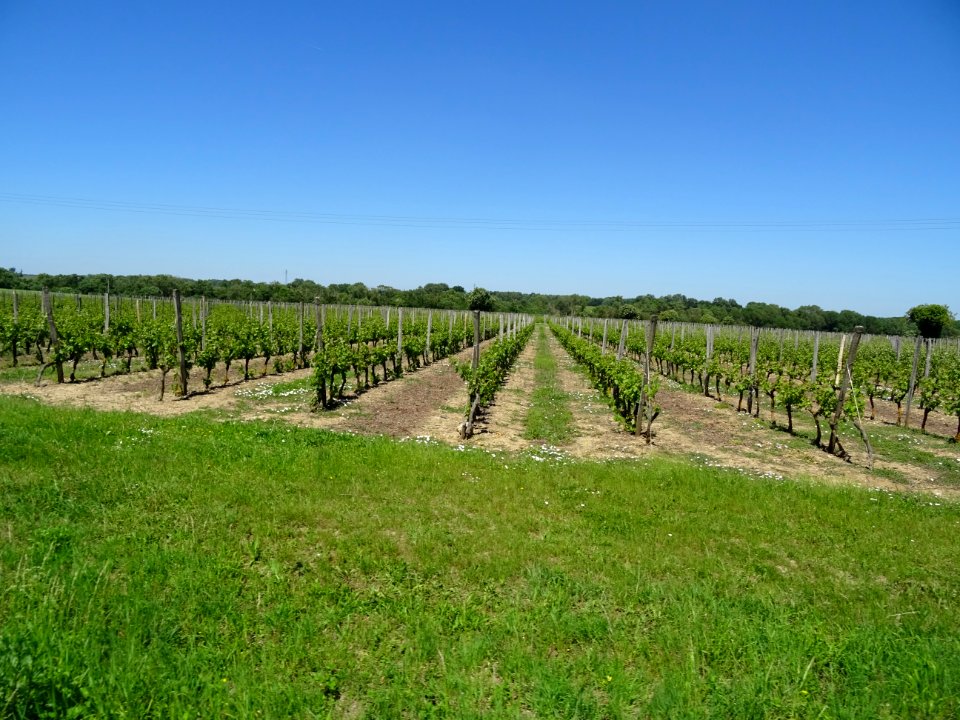 Les vignes entre St-Just-sur-Dive, Mollay et Montreuil-Bel… 