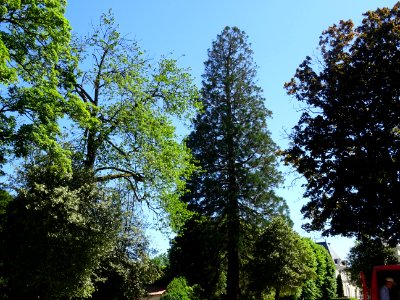 Arbres dans le parc du Château de Colbert, Maulevrier, Mai… 