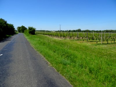 Les vignes entre St-Just-sur-Dive, Mollay et Montreuil-Bel… 