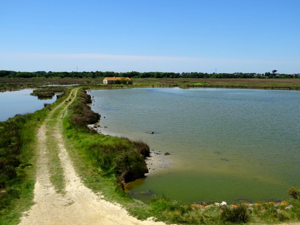 Polder de Sébastopol, île de Noirmoutier, Vendée 