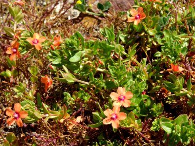Mouron rouge ou Mouron des champs, Lysimachia arvensis, Pr… 