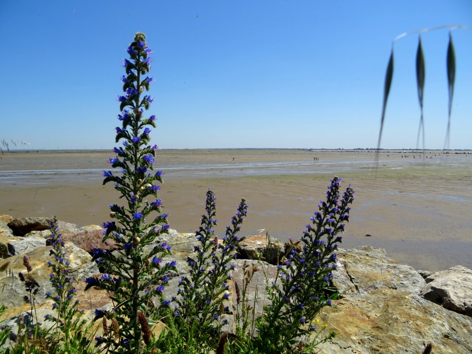Vipérine commune, Echium vulgare, Boraginacées. Ile de Noi… 