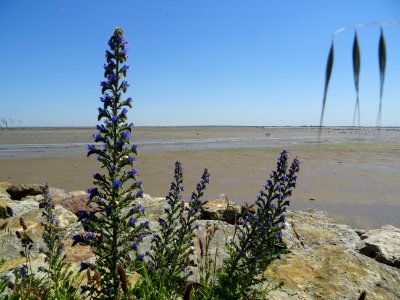 Vipérine commune, Echium vulgare, Boraginacées. Ile de Noi… 