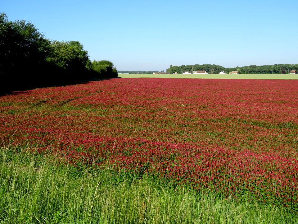 Une prairie de Trèfle incarnat, Trifolium incarnatum, Faba… 