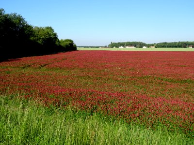 Une prairie de Trèfle incarnat, Trifolium incarnatum, Faba… 