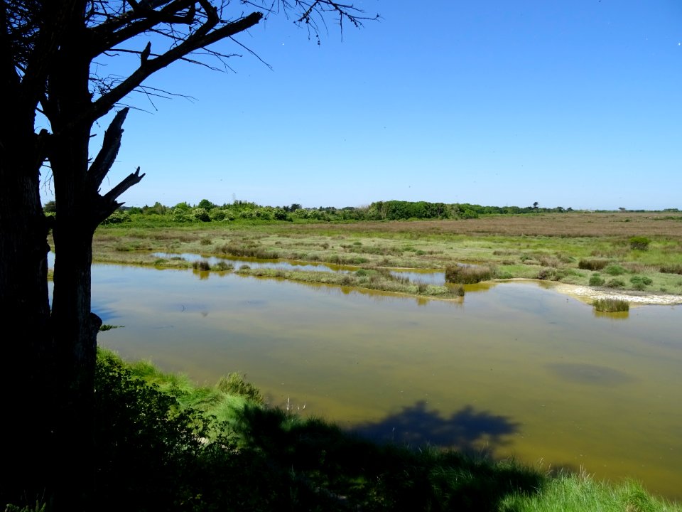 Polder de Sébastopol, île de Noirmoutier, Vendée 