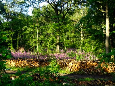 Tas de bois et grandes digitales. La Digitale pourpre ou G… photo