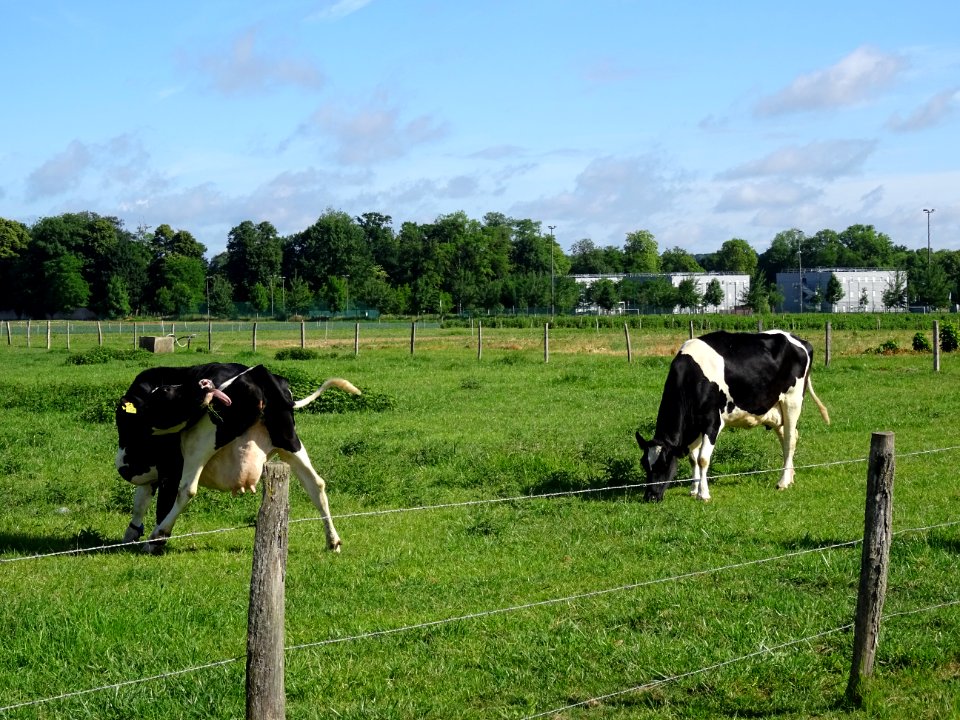 Deux vaches près de la ferme de Viltain, limite Yvelines e… 