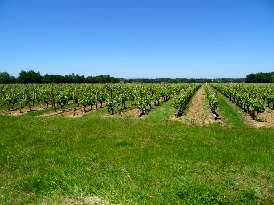 Vignes, après Bouillé-Loretz, Deux-Sèvres 