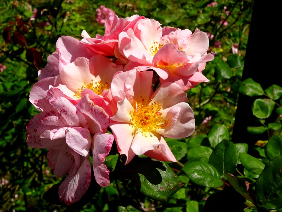 Roses, dans les jardins de l'Abbaye royale de Fontevraud, … 