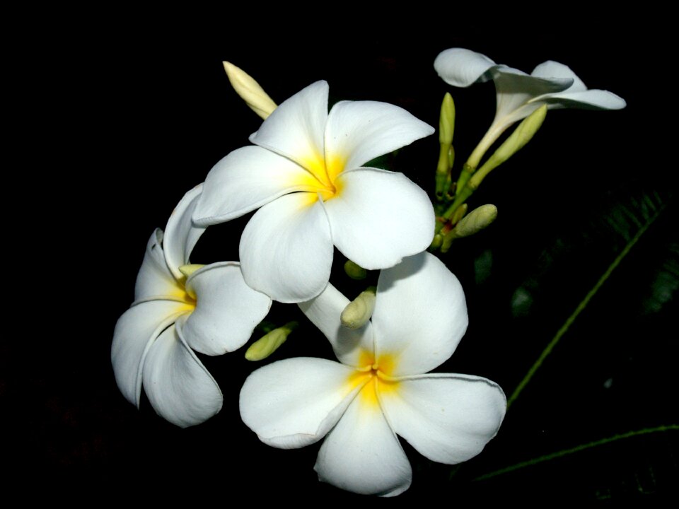 Decoration floral petal