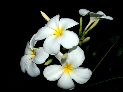 Decoration floral petal
