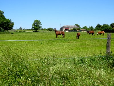 Chevaux au pré, avant Bouillé-Loretz, Deux-Sèvres 