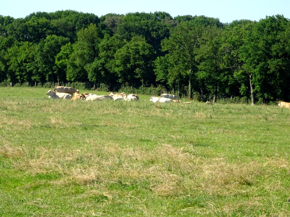 Vaches au pré, bien fatiguées ... moi aussi ! 