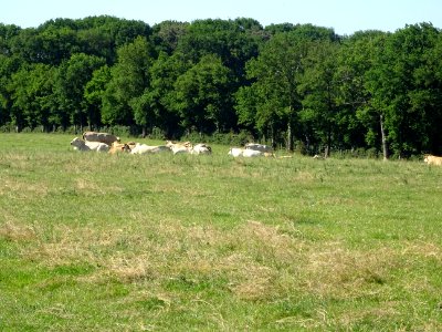 Vaches au pré, bien fatiguées ... moi aussi ! 