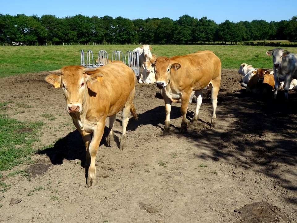 Des vaches curieuses ... devant mon appareil photo 