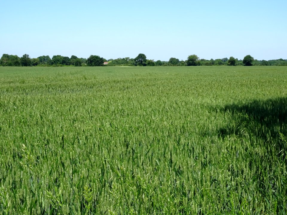 Champ de blé, Le Breuil-sous-Argenton, Deux-Sèvres 