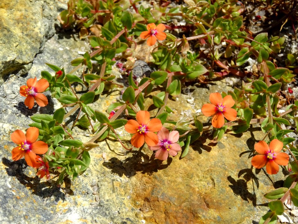 Mouron rouge ou Mouron des champs, Lysimachia arvensis, Pr… 