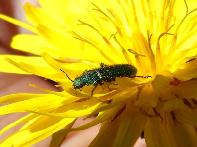 Bitter chicory coleoptera green beetle