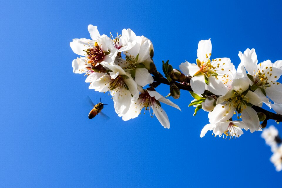 Almond nature branch