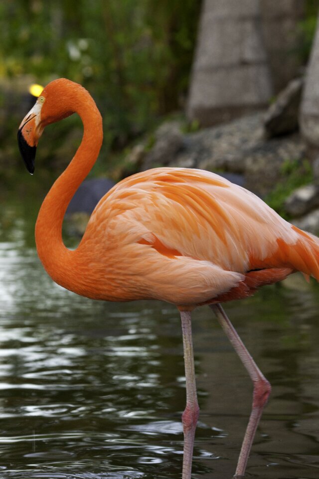 Nature feathered race beak