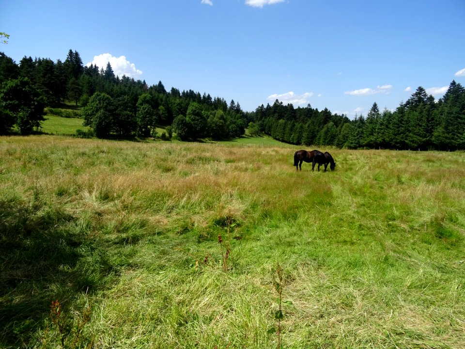 Deux superbes chevaux noirs 