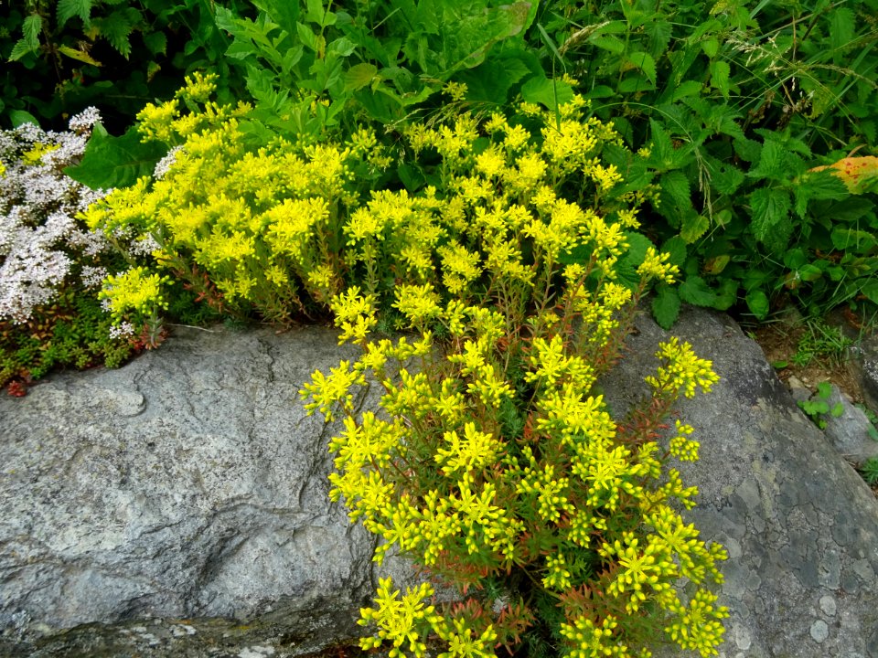 Orpin âcre ou Poivre des murailles, Sedum acre, Crassulacé… 