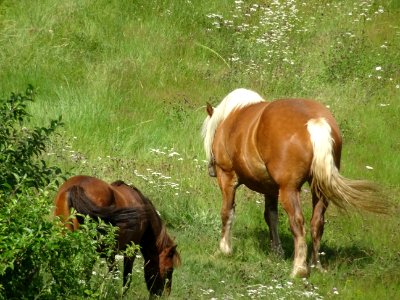 Deux beaux chevaux, Riotord, Haute-Loire 