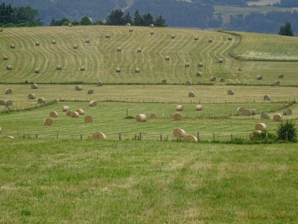 Des bottes de foin roulées, avant Langogne 