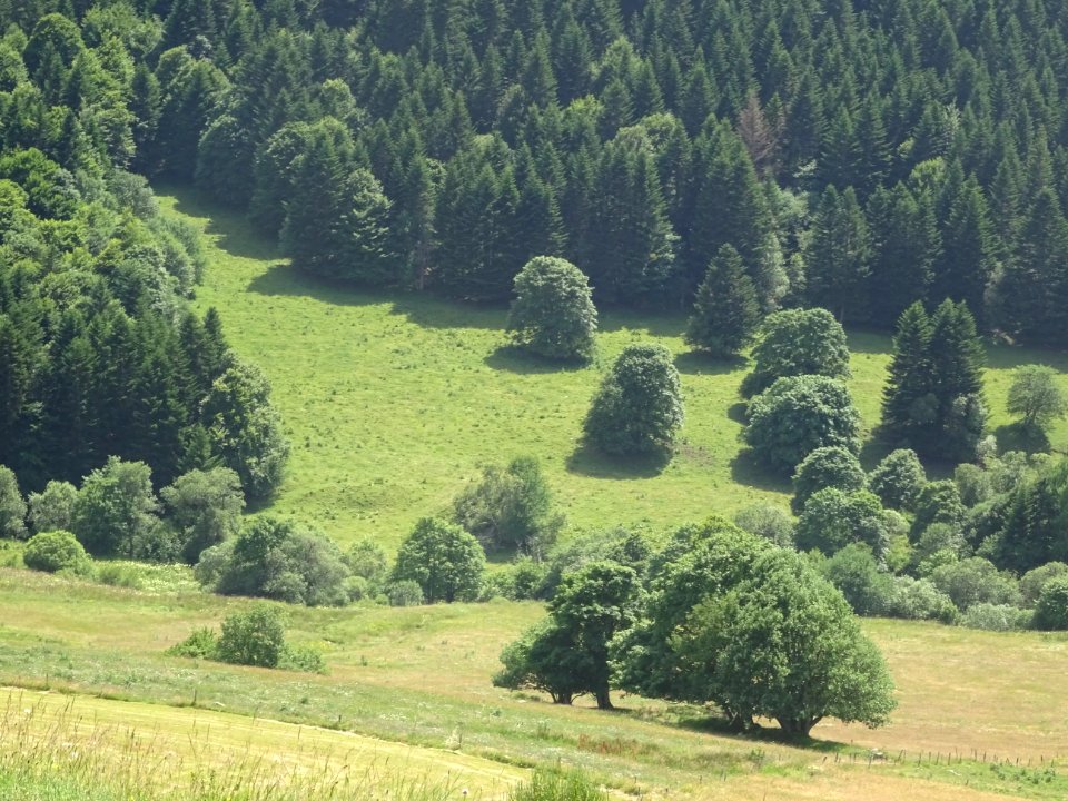 Prairies et forêt de Museran, plus très loin de la chartre… 